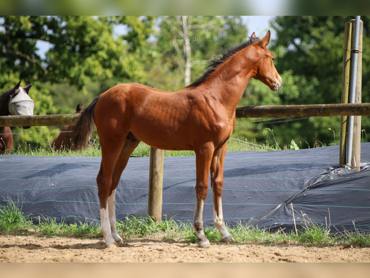 Selle Français Stallion Foal (05/2024) 16,2 hh Brown in Moyon