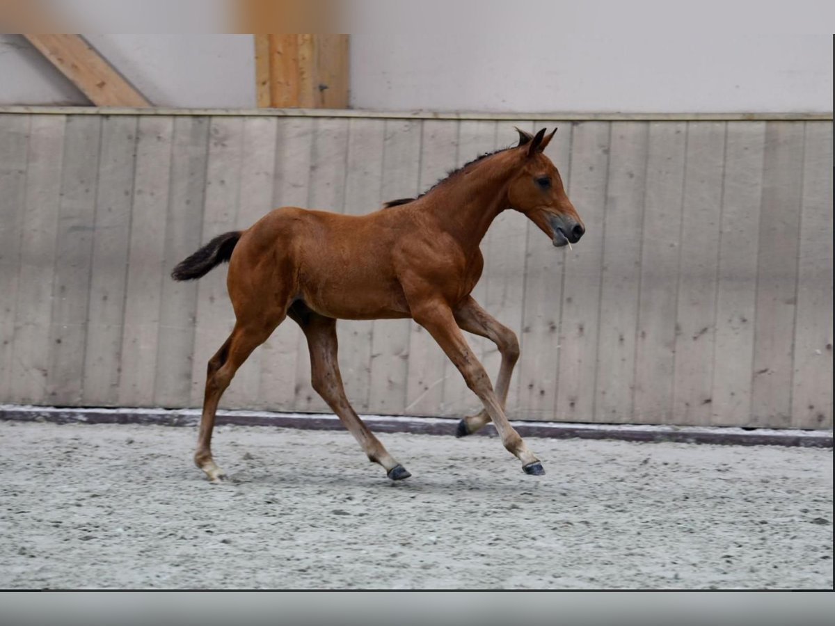 Selle Français Stallion Foal (04/2024) Bay in Saint-Aignan-de-Couptrain