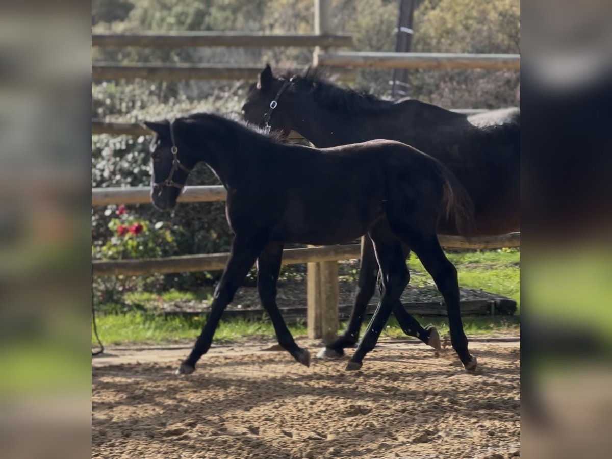 Selle Français Stallion Foal (05/2025) Black in Moli&#xE8;res