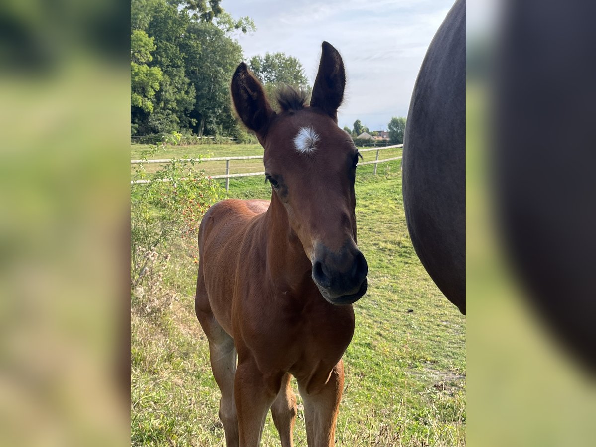Selle Français Stallion Foal (07/2025) Brown in Drocourt