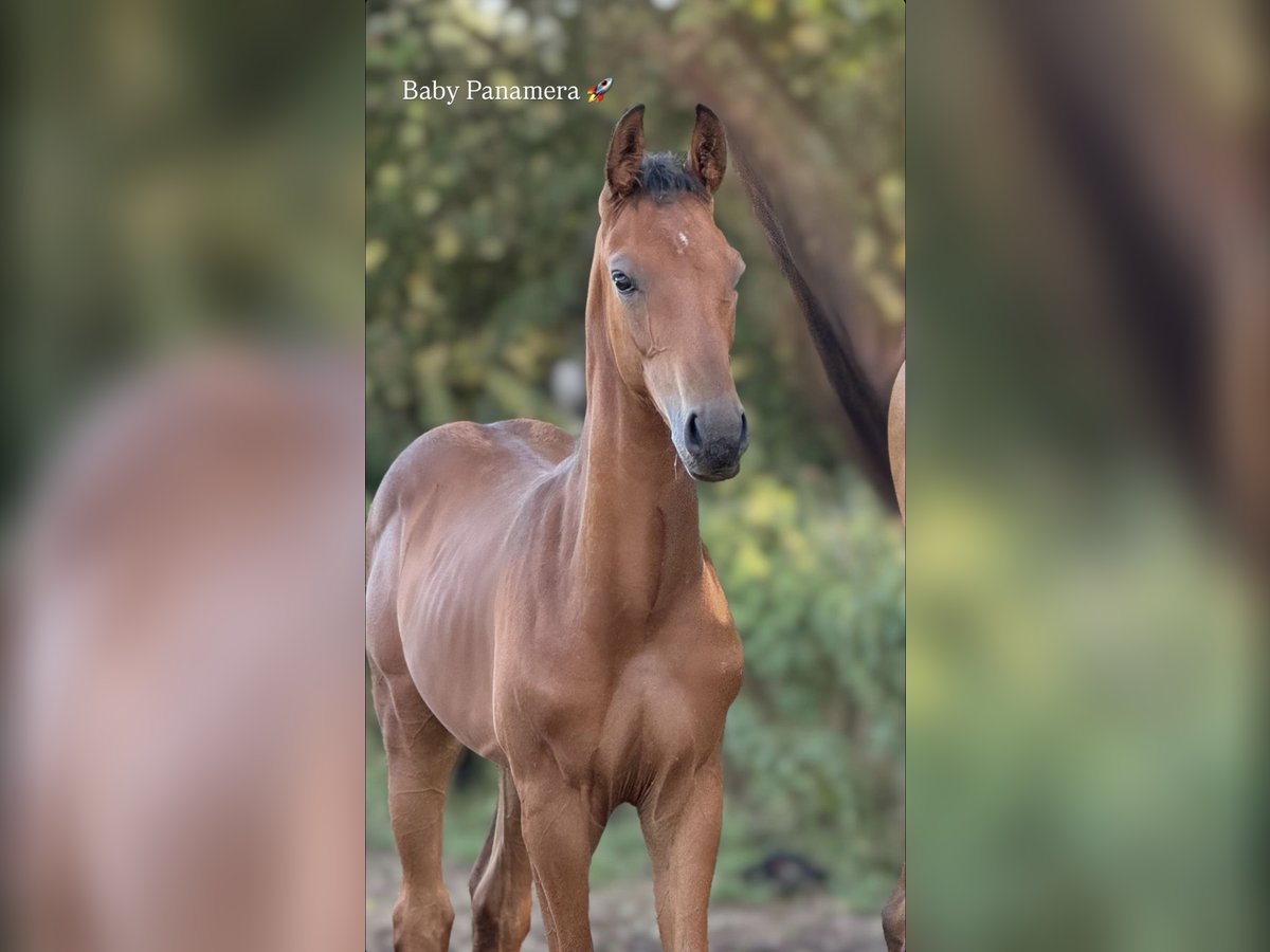 Selle Français Stallion Foal (03/2025) Brown in Luneville