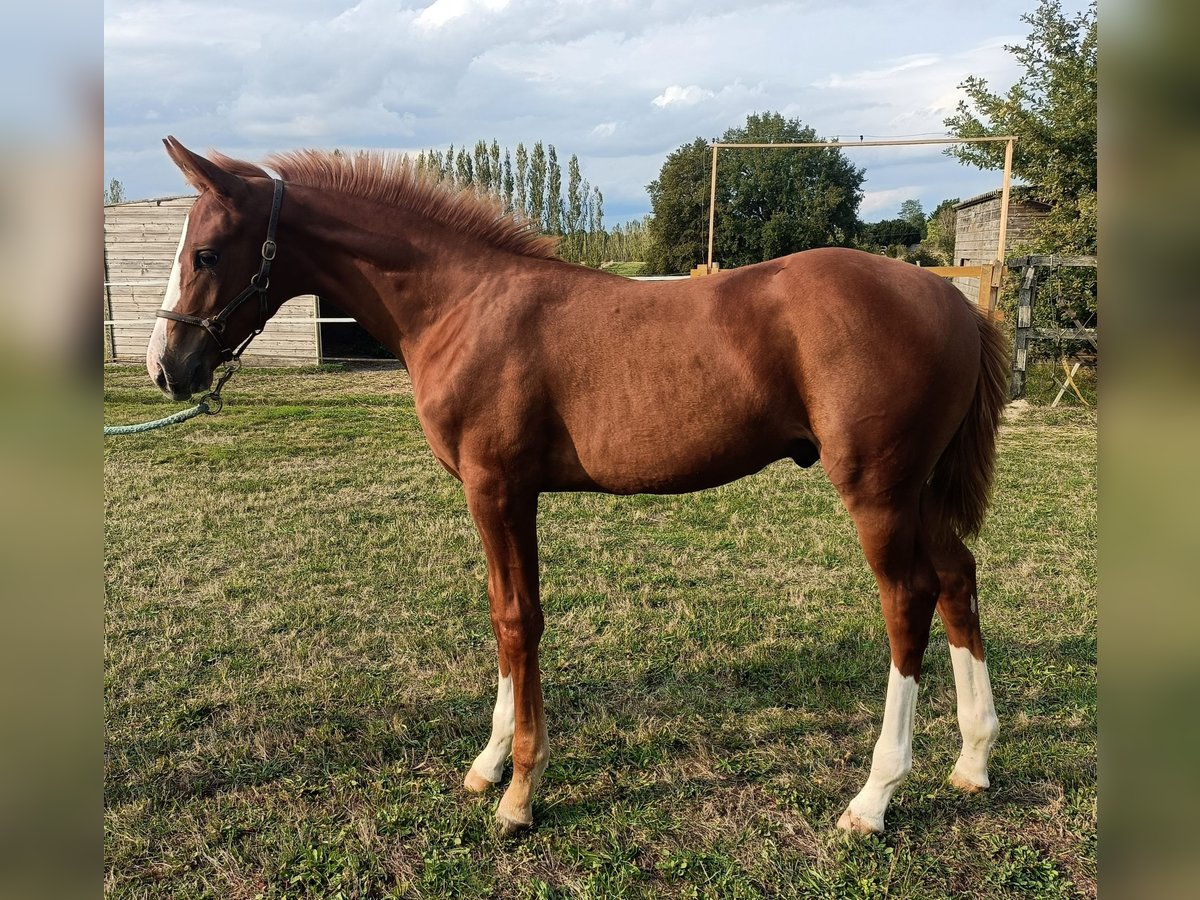 Selle Français Stallion Foal (05/2024) Chestnut-Red in Angoulême