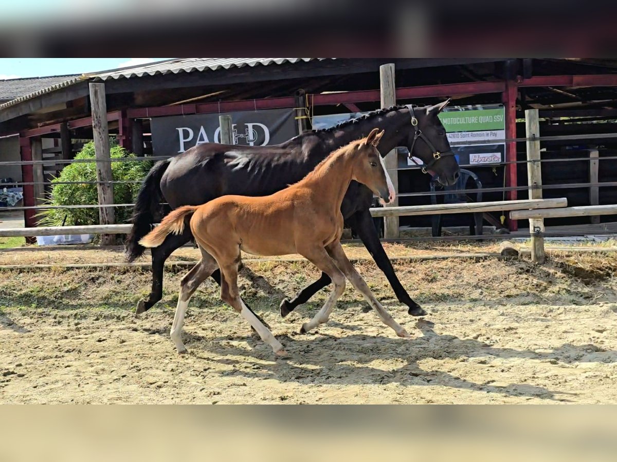 Selle Français Stallion Foal (04/2025) Chestnut-Red in St Georges Haute Ville
