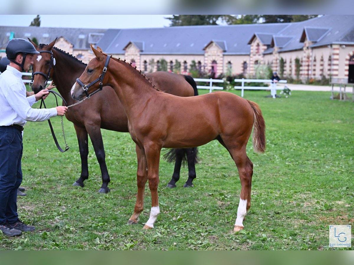 Selle Français Stallion Foal (05/2025) Chestnut-Red in Neuve-&#xC9;glise