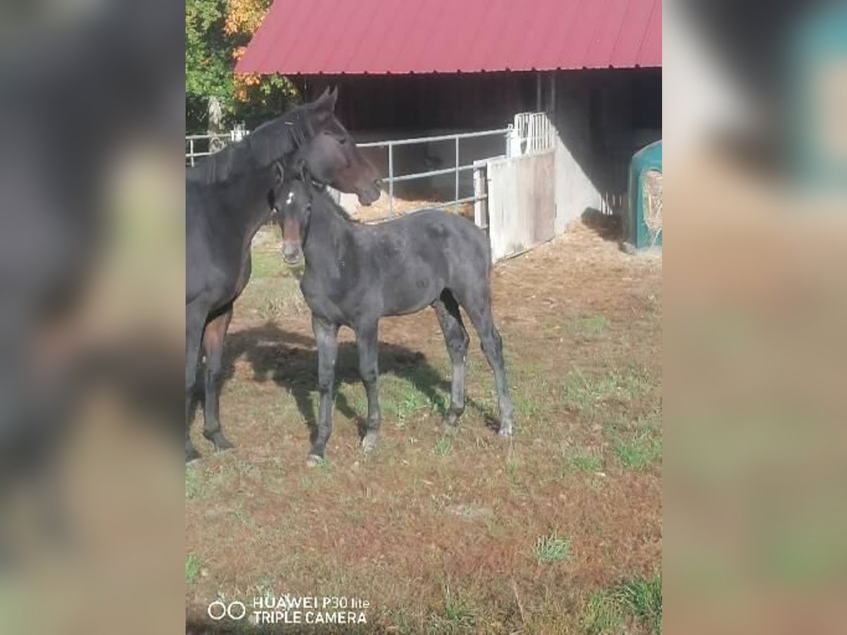 Selle Français Stallion Foal (07/2025) Grey-Dark-Tan in La Haye-Saint-Sylvestre