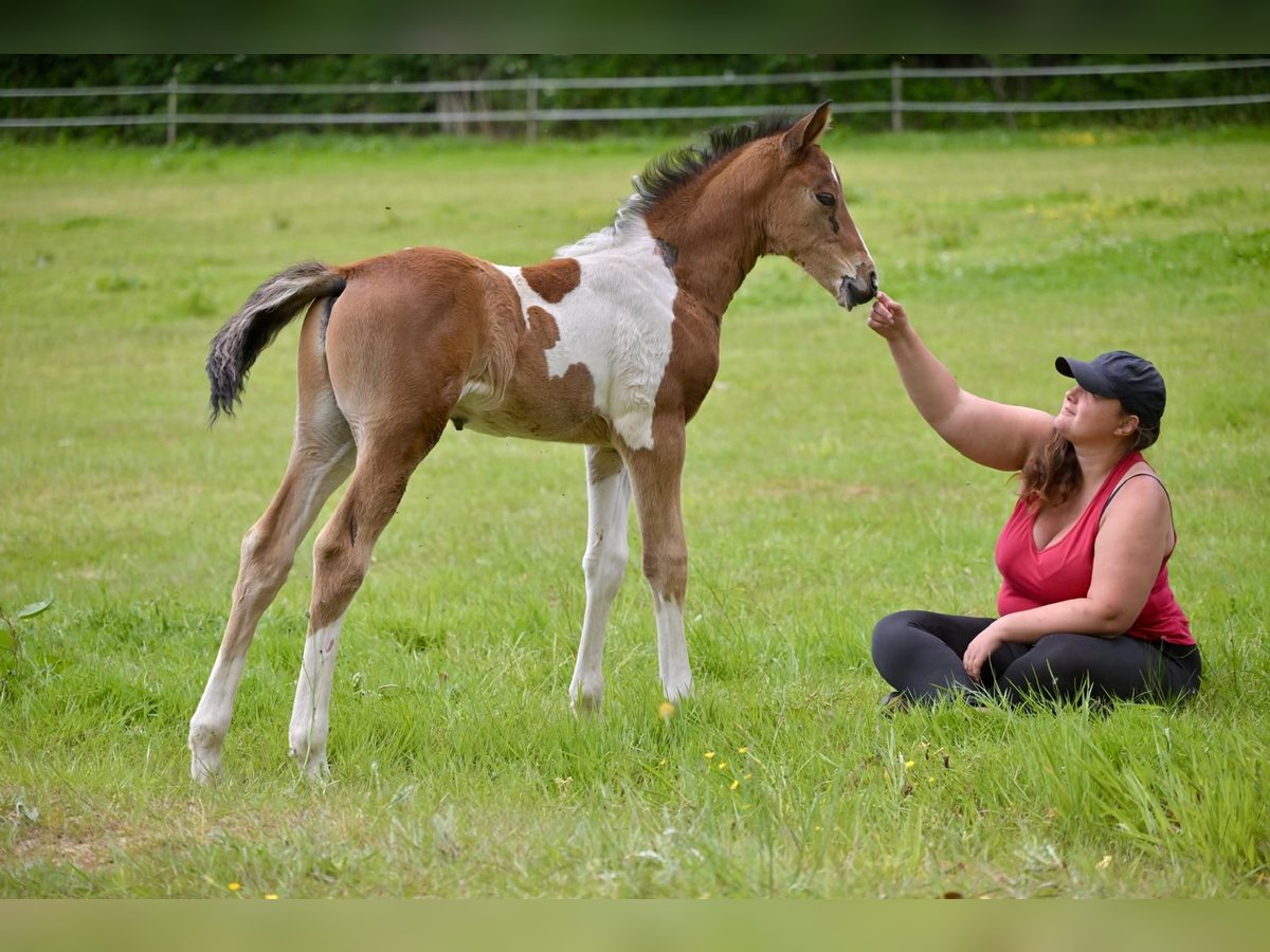 Selle Français Stallion Foal (06/2025) Pinto in Tr&#xE9;v&#xE9;