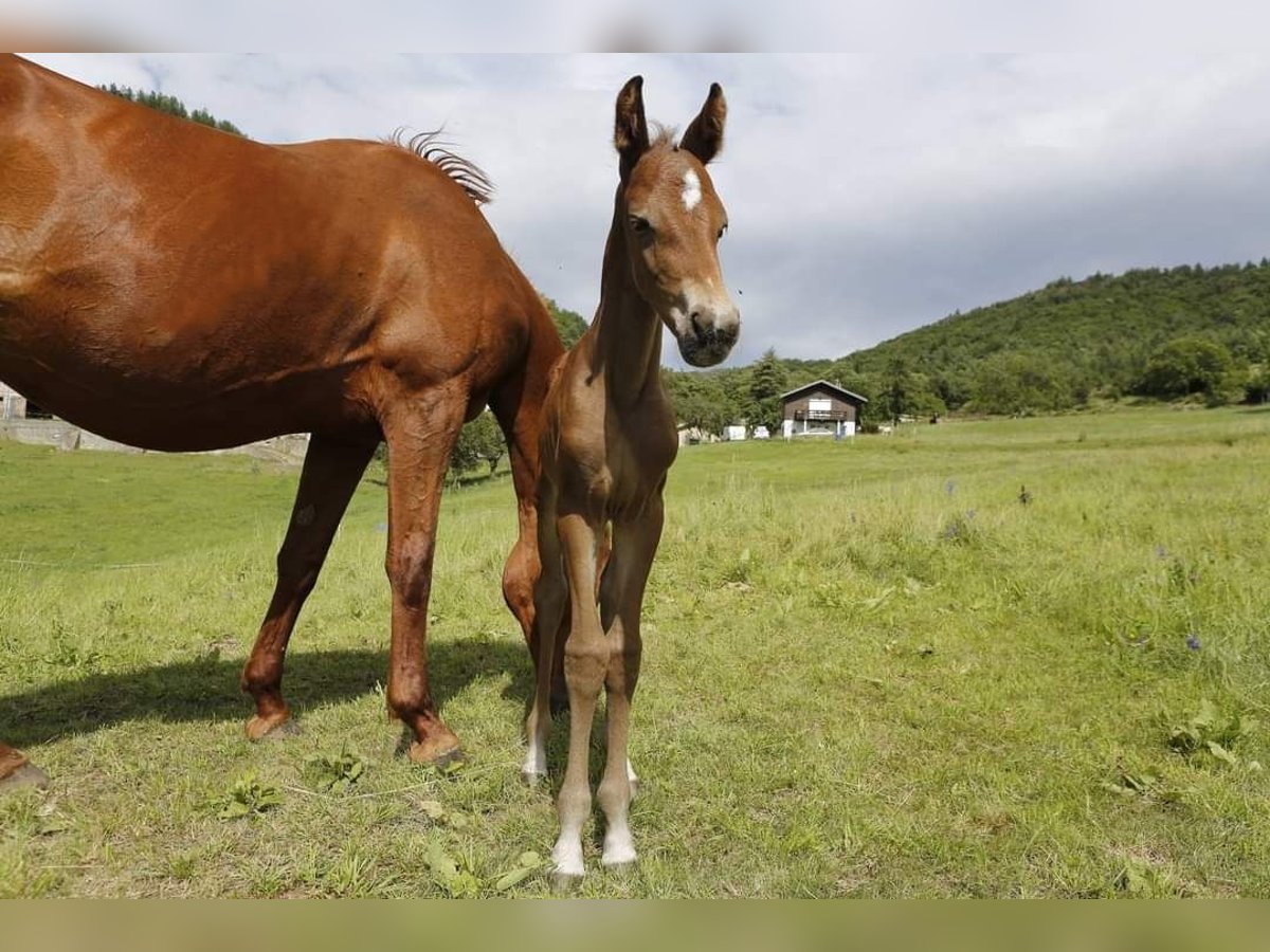 Selle Français Stallion Foal (06/2024) in Aspres-sur-Buëch