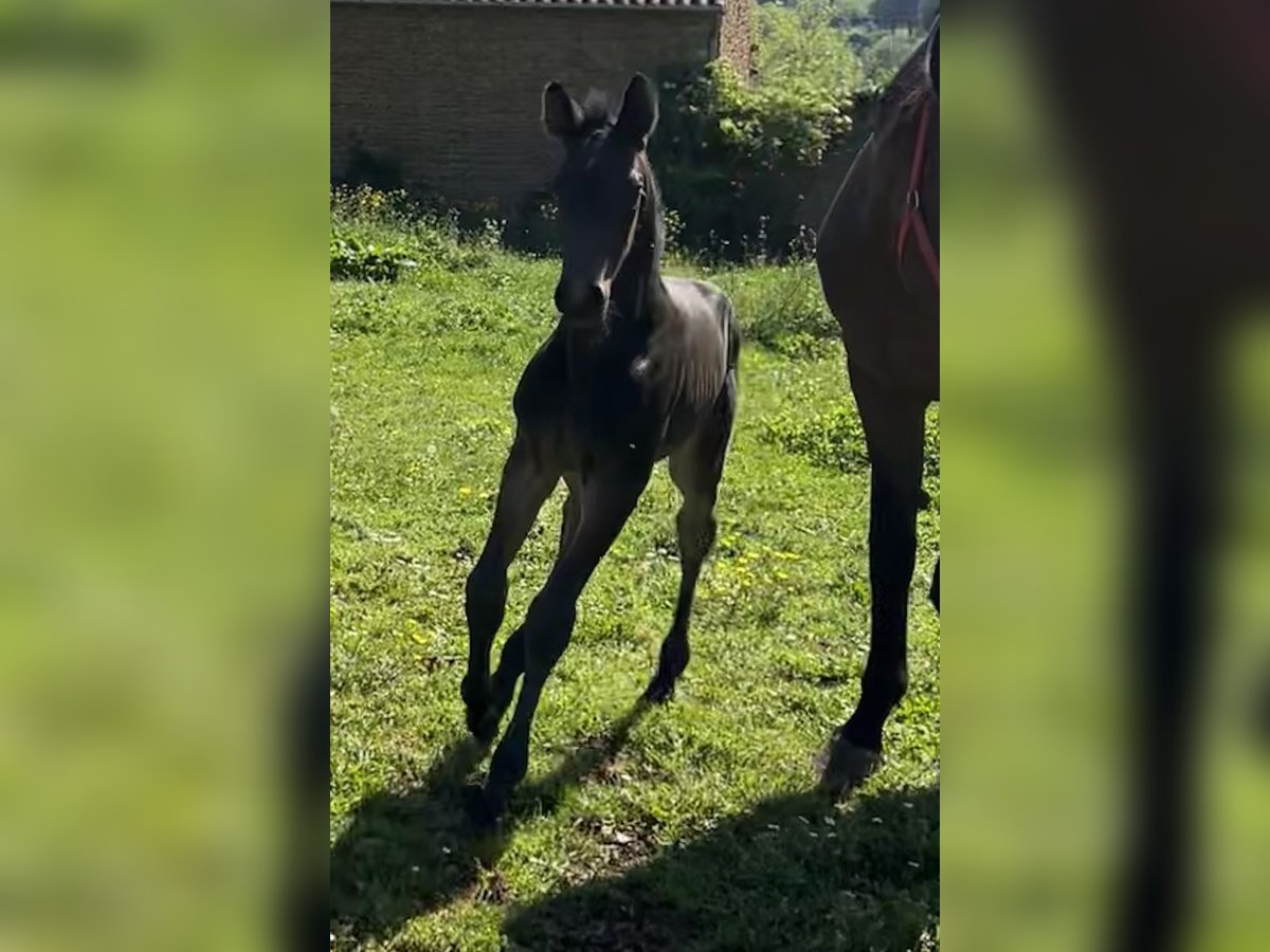 Selle Français Stallion  Smoky-Black in Cluny