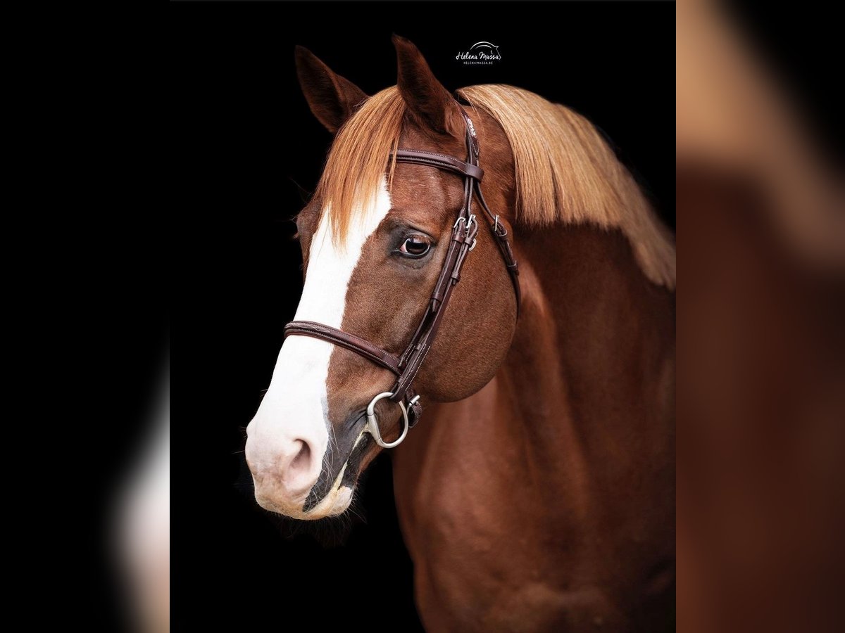 Selle Français Stallion in Lemwerder
