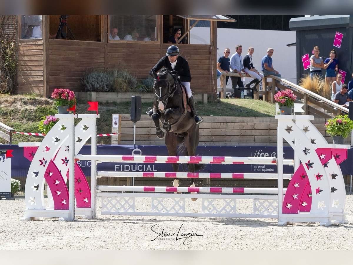 Selle Français Stallone 8 Anni 172 cm Baio nero in Saint L&#xF4;