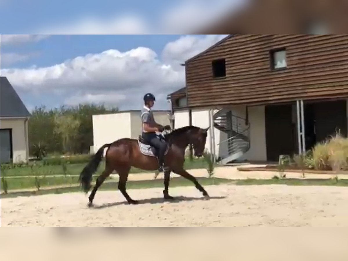 Selle Français Stallone 9 Anni in Utrecht