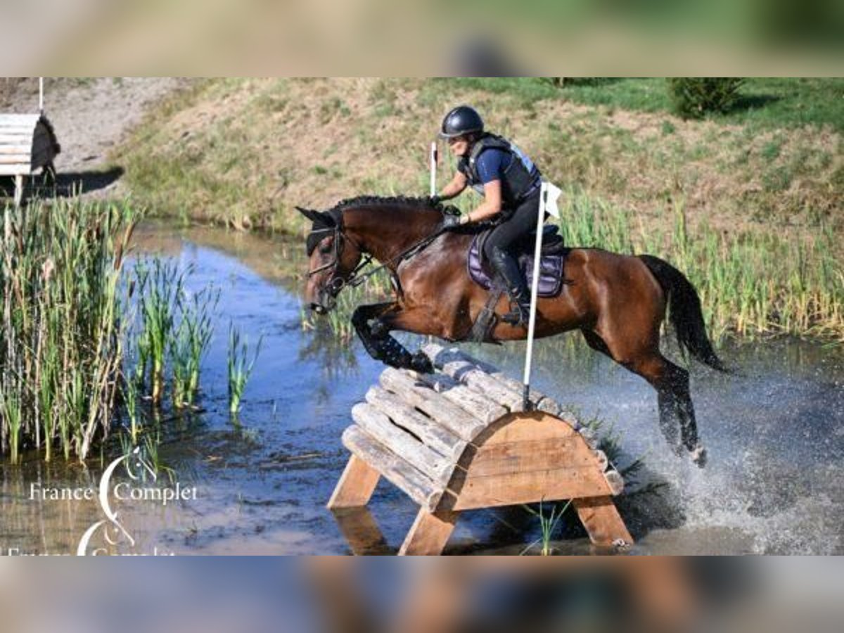 Selle Francais Stute 10 Jahre 166 cm Brauner in Le Garric