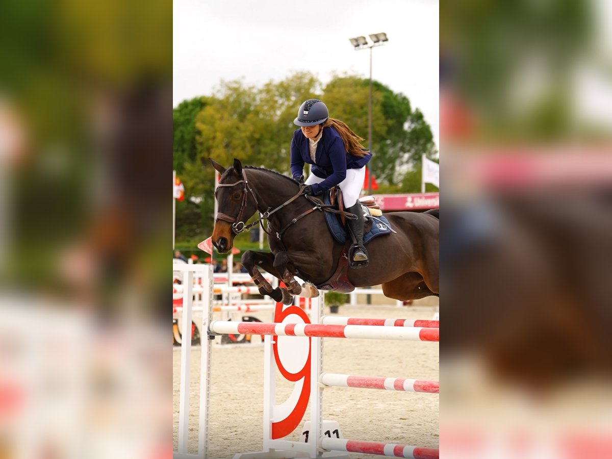 Selle Francais Stute 10 Jahre 167 cm Dunkelbrauner in Cargadero Viejo