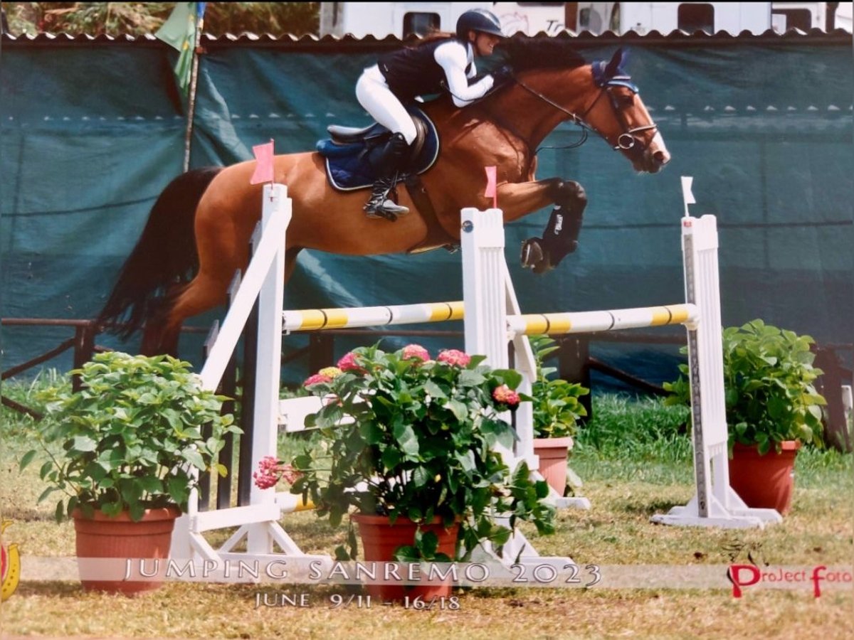 Selle Francais Stute 10 Jahre 170 cm Brauner in Orbassano
