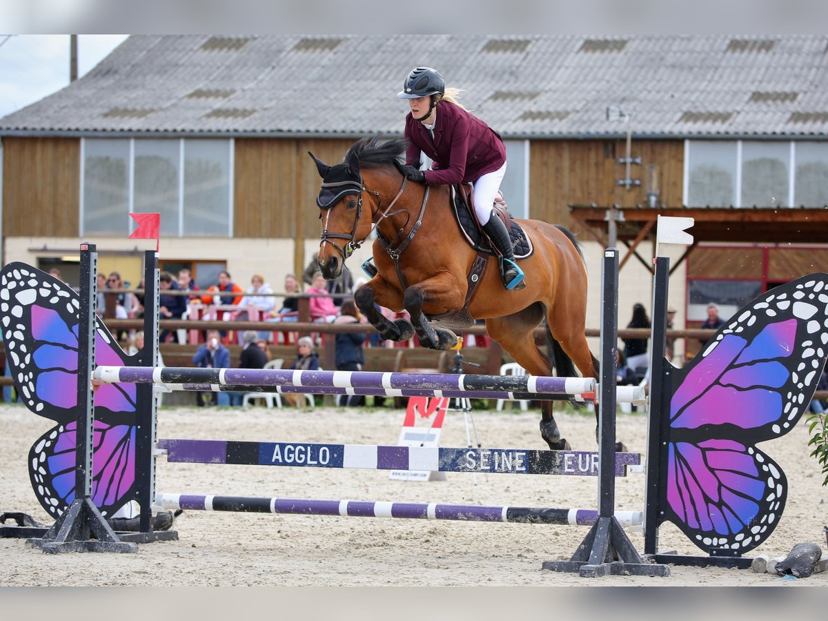 Selle Francais Stute 11 Jahre 165 cm Brauner in Léry