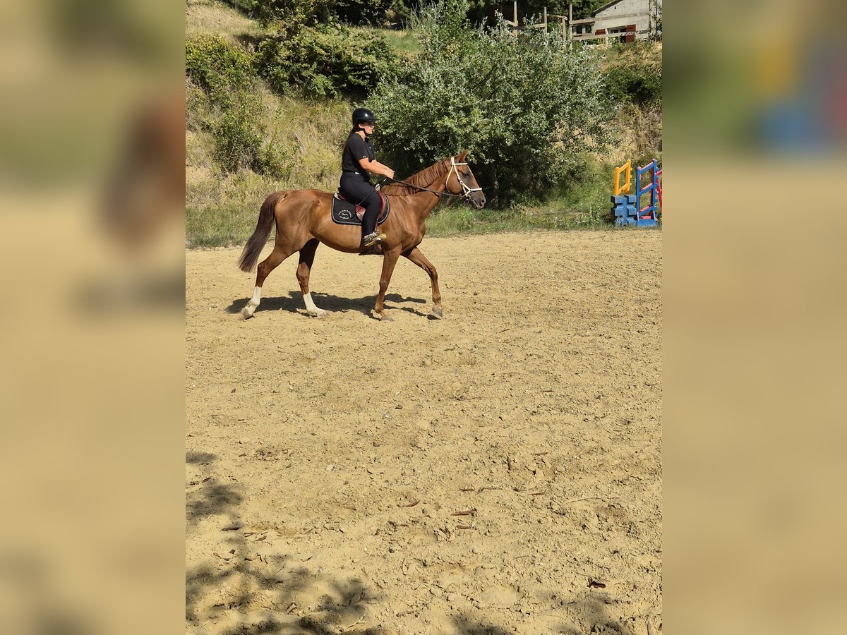 Selle Francais Stute 12 Jahre 160 cm Rotfuchs in Savasse