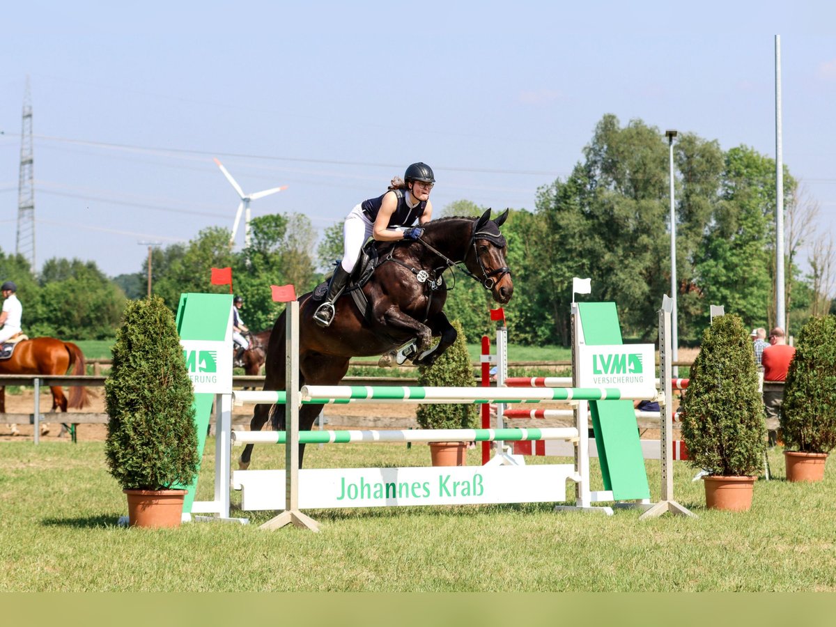 Selle Francais Stute 12 Jahre 176 cm in M&#xFC;nster