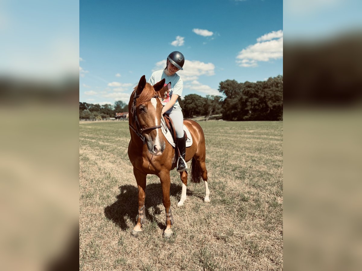Selle Francais Stute 13 Jahre 164 cm Fuchs in La Glanerie