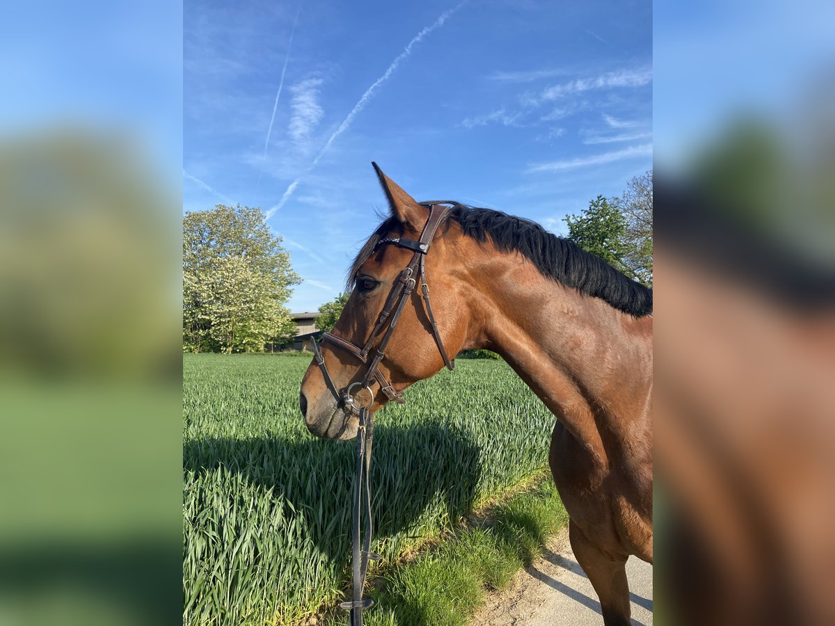 Selle Francais Stute 13 Jahre 168 cm in Schwieberdingen