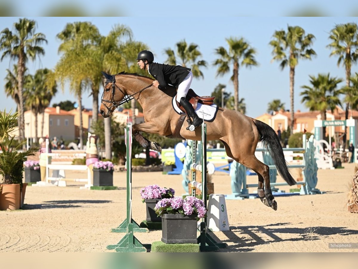 Selle Francais Stute 13 Jahre Brauner in Aix-en-Provence
