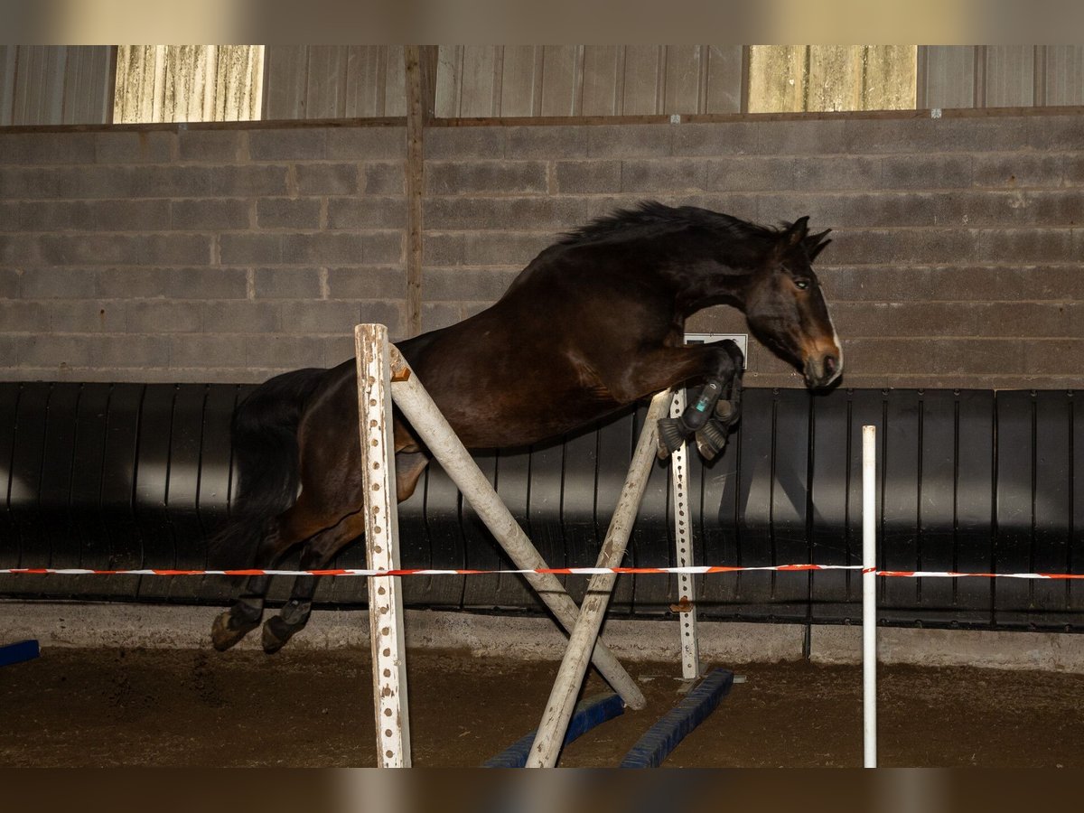 Selle Francais Stute 15 Jahre 165 cm Schwarzbrauner in Strasbourg