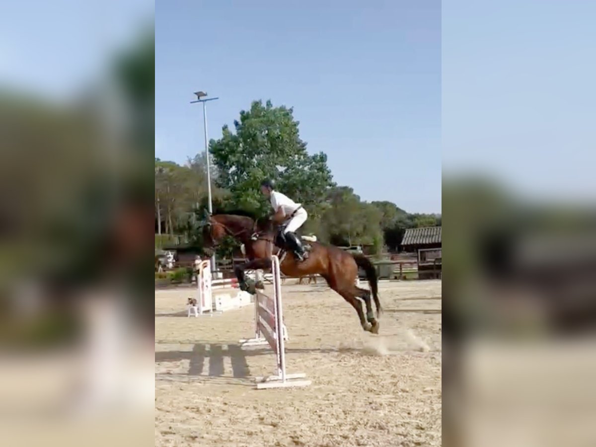 Selle Francais Stute 15 Jahre 170 cm Dunkelbrauner in Peratallada Selle Francais Stute 15 Jahre 170 cm Dunkelbrauner in Peratallada