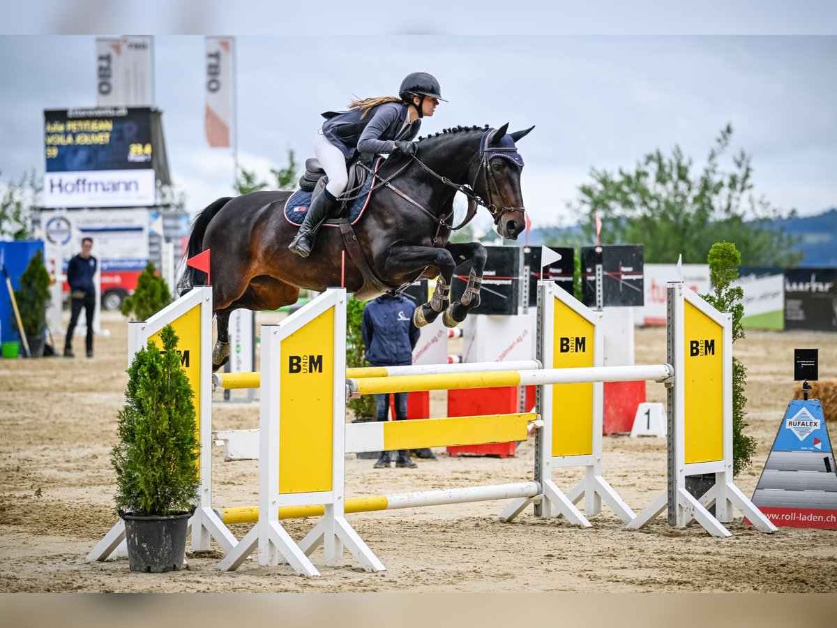 Selle Francais Stute 16 Jahre 168 cm Dunkelbrauner in Dielsdorf