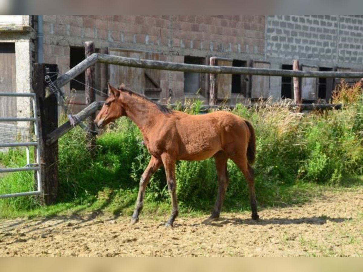 Selle Francais Stute 2 Jahre Brauner in La Chapelle en Juger, Basse-Normandie