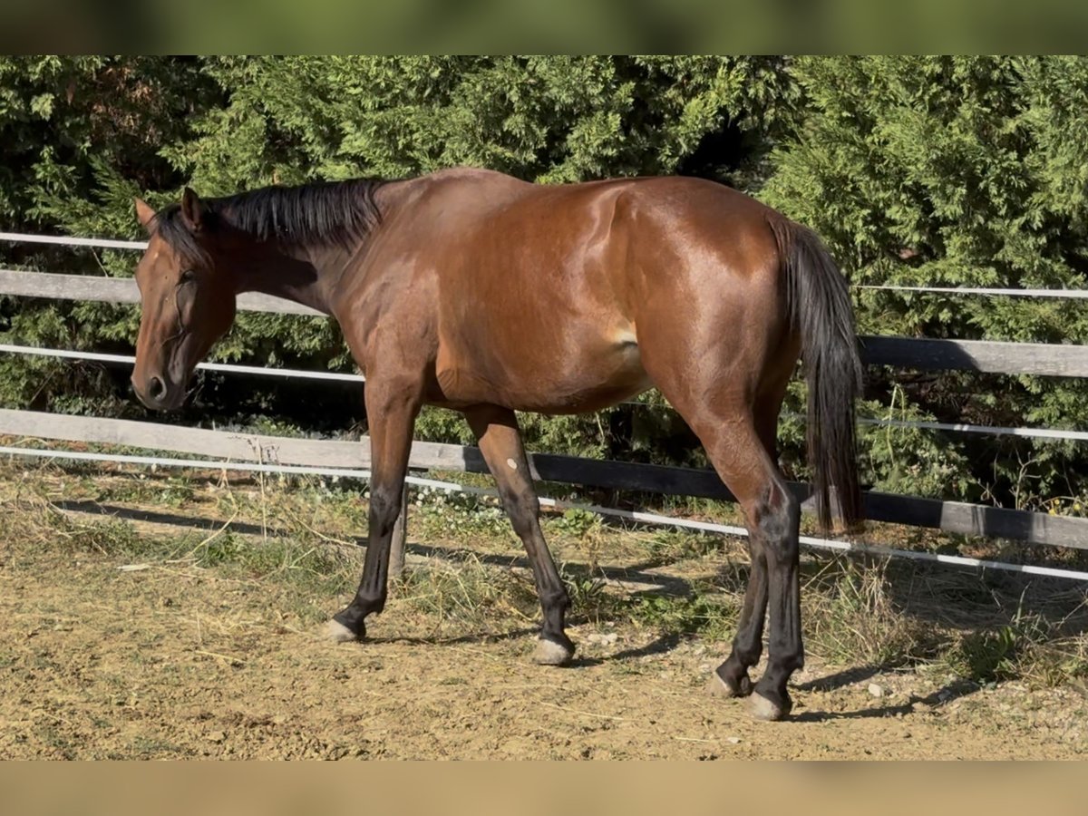 Selle Francais Stute 4 Jahre 169 cm Brauner in GROTE-BROGEL