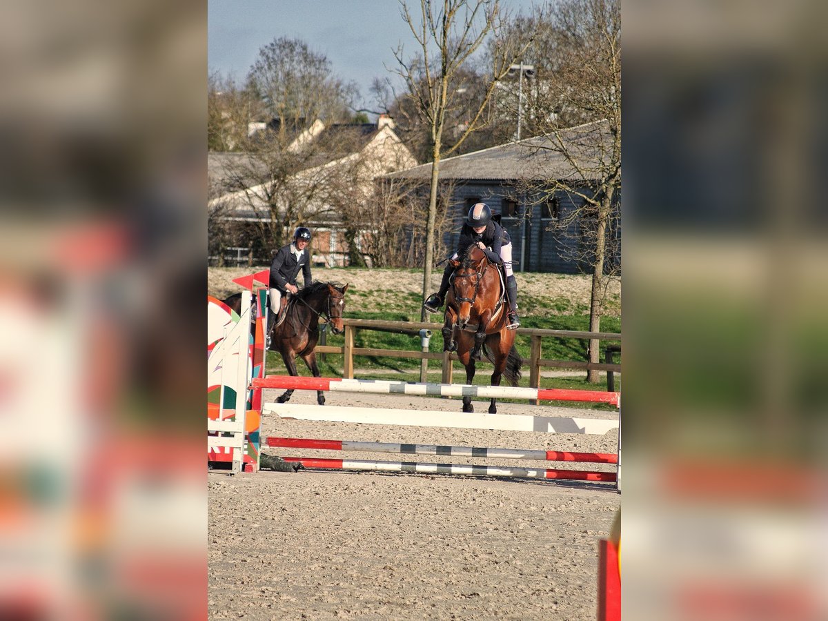 Selle Francais Stute 5 Jahre 163 cm Brauner in Gefosse fontenay