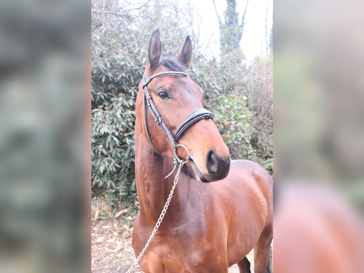 Selle Francais Stute 5 Jahre 168 cm Brauner in Steinbrunn le bas