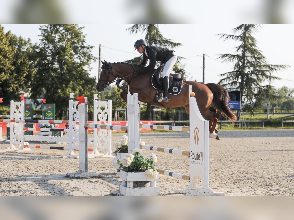 Selle Francais Stute 6 Jahre 156 cm Dunkelfuchs in Saint-Aubin-sur-Gaillon