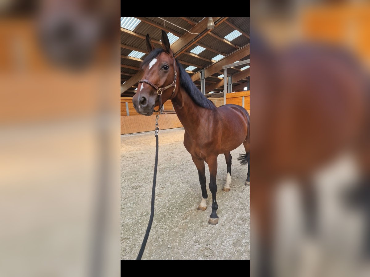 Selle Francais Stute 6 Jahre 163 cm Brauner in Strasbourg