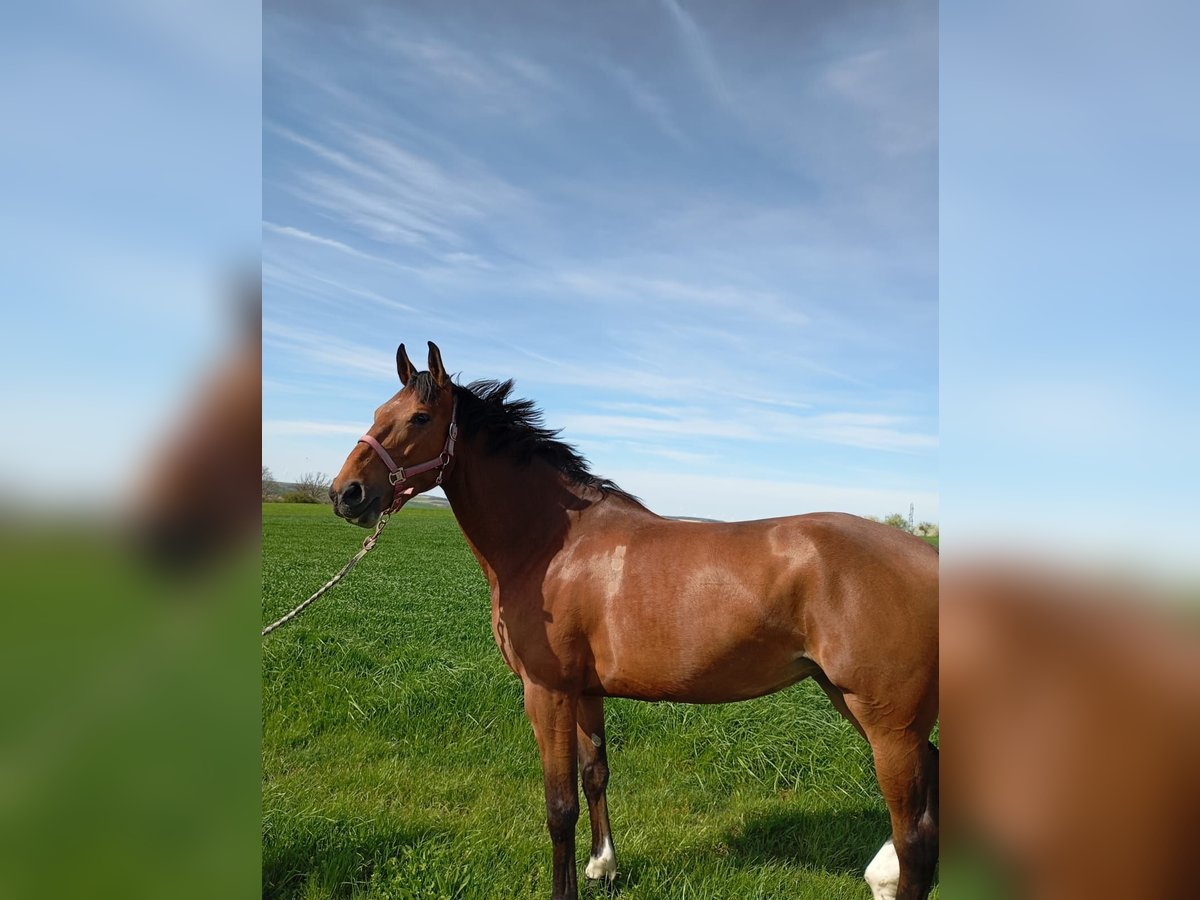 Selle Francais Stute 6 Jahre 165 cm Brauner in Rambervillers
