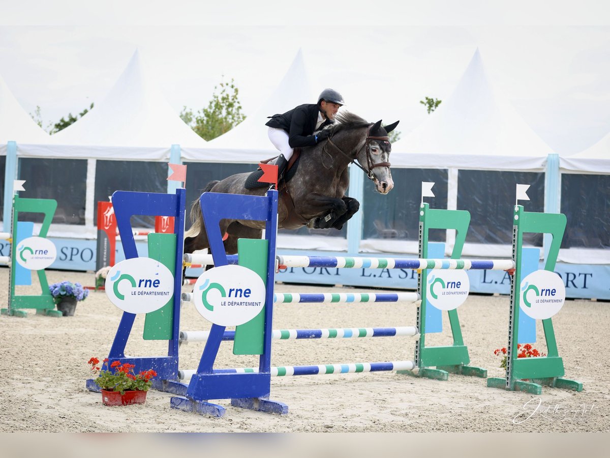 Selle Francais Stute 6 Jahre 165 cm Schimmel in chalon sur saone