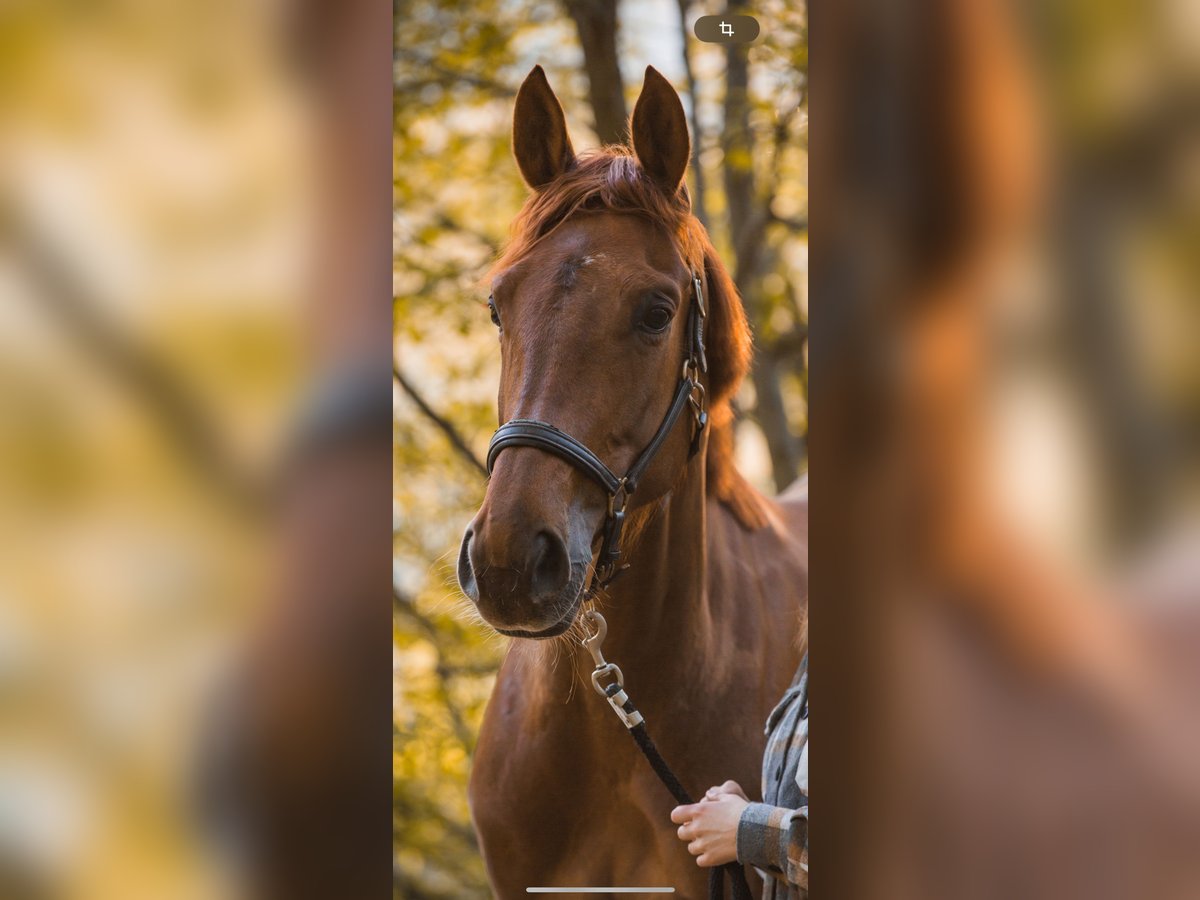 Selle Francais Stute 6 Jahre 170 cm Fuchs in Versoix