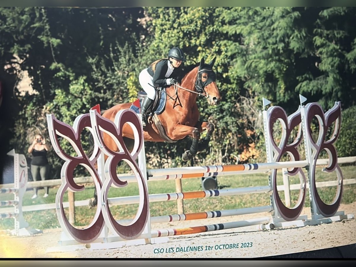 Selle Francais Stute 6 Jahre 175 cm Brauner in Saint-Hilaire-d&#39;Ozilhan