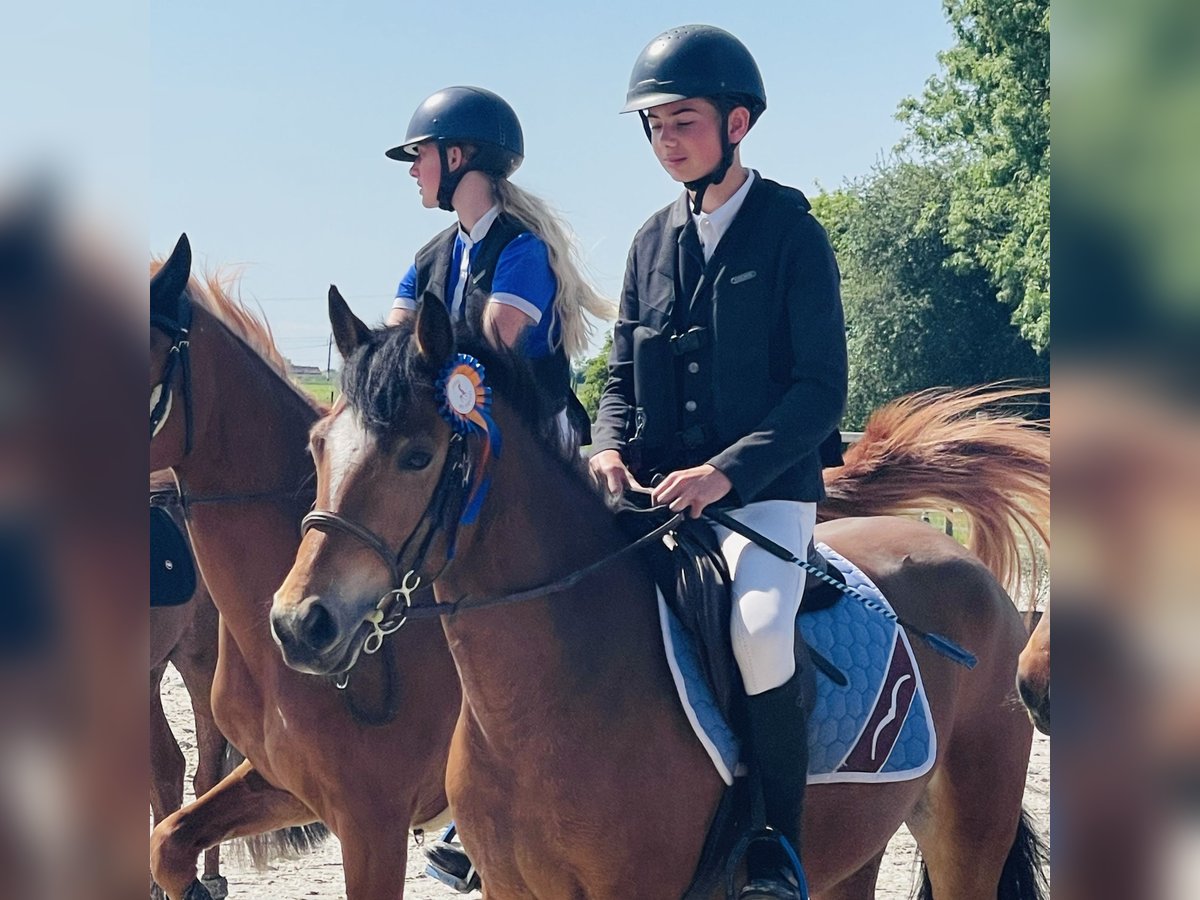 Selle Francais Stute 7 Jahre 140 cm Brauner in Genech