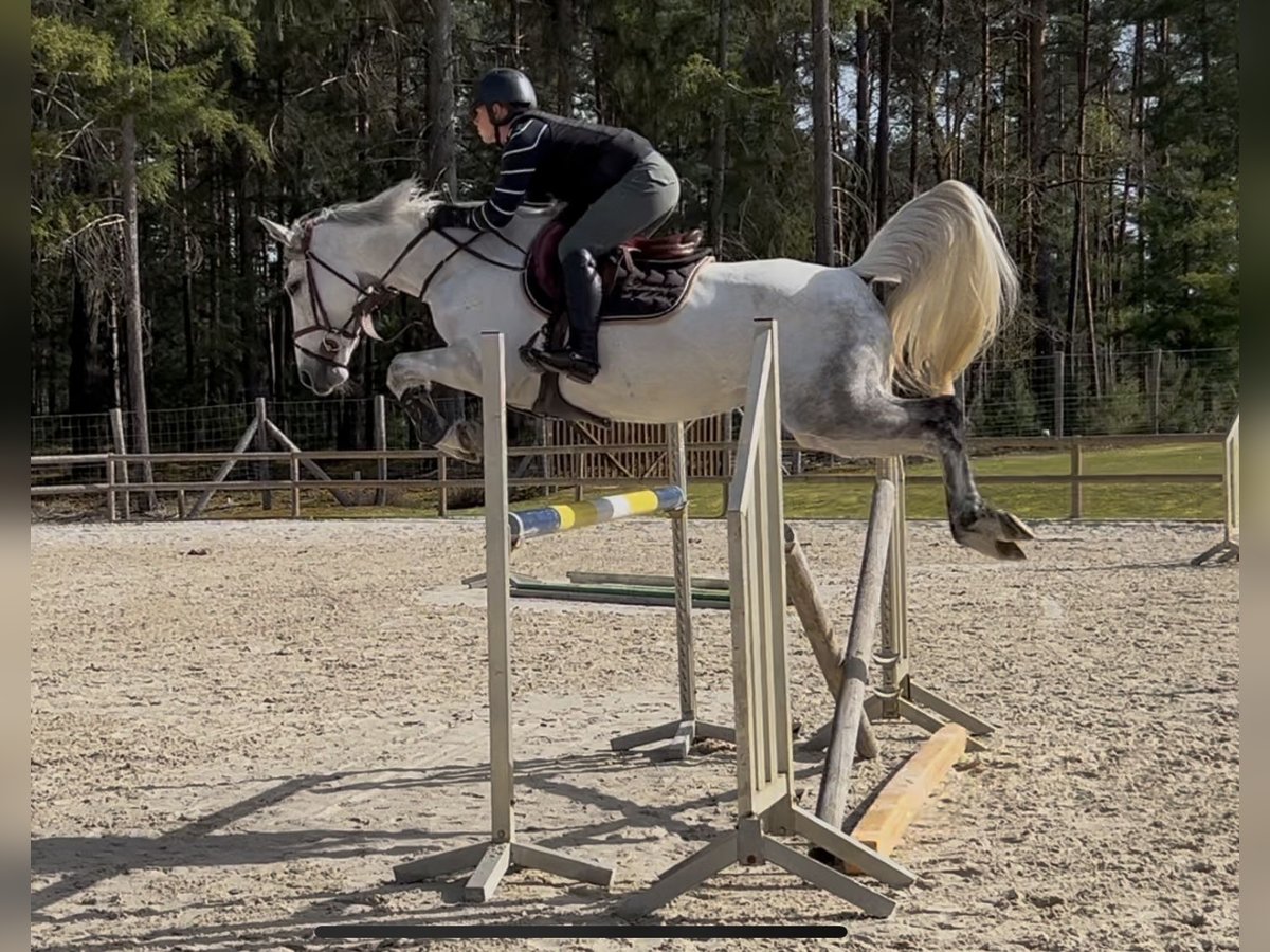Selle Francais Stute 7 Jahre 158 cm Schimmel in Nouan-le-Fuzelier