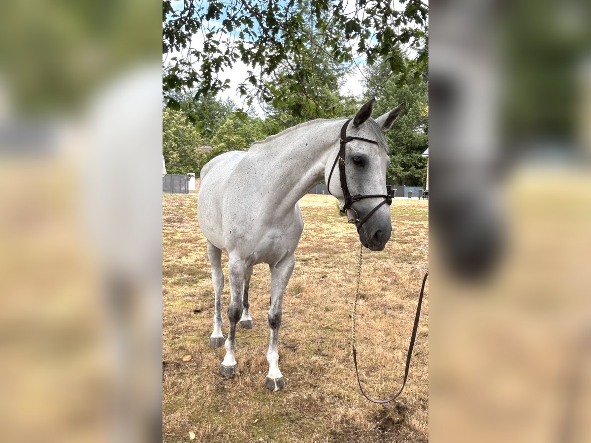 Selle Francais Stute 7 Jahre 158 cm Schimmel in Nouan-le-Fuzelier