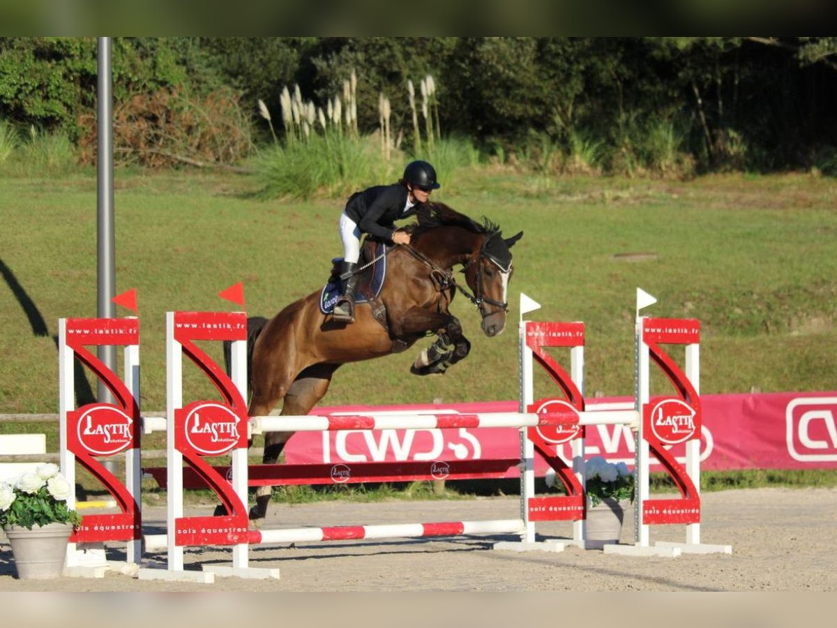 Selle Francais Stute 7 Jahre 167 cm Brauner in BEGAAR