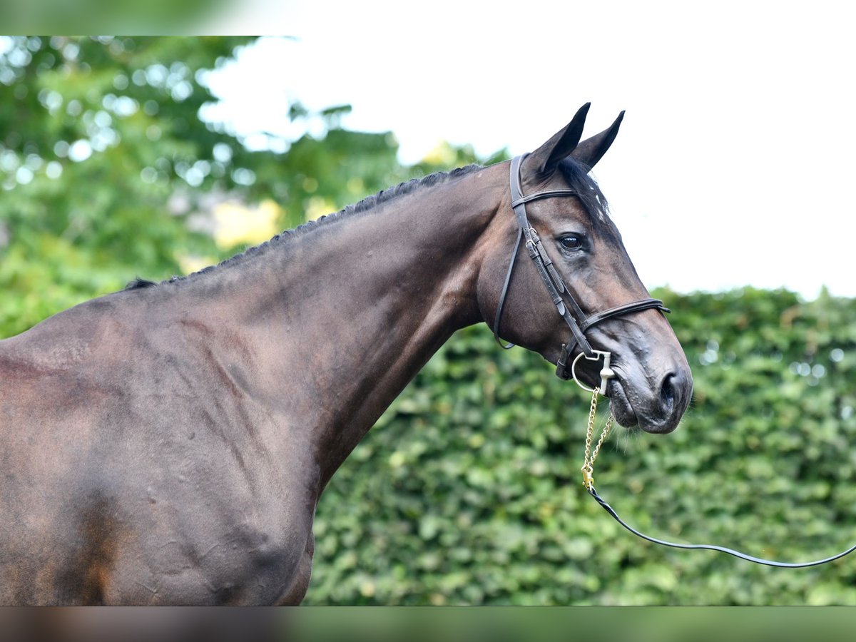 Selle Francais Stute 7 Jahre 172 cm Schwarzbrauner in Saint-Pierre-de-Coutances Selle Francais Stute 7 Jahre 172 cm Schwarzbrauner in Saint-Pierre-de-Coutances