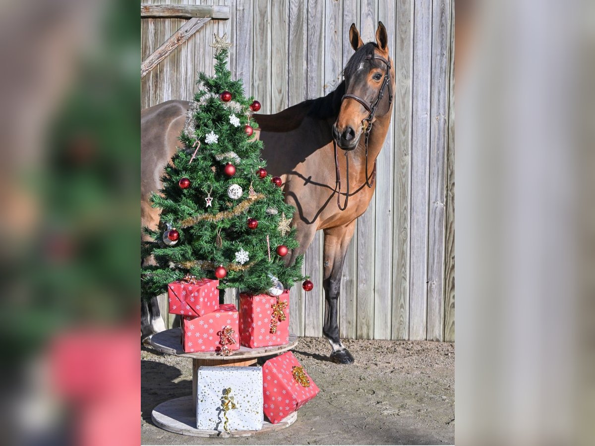 Selle Francais Stute 8 Jahre 170 cm Brauner in Solesmes Selle Francais Stute 8 Jahre 170 cm Brauner in Solesmes