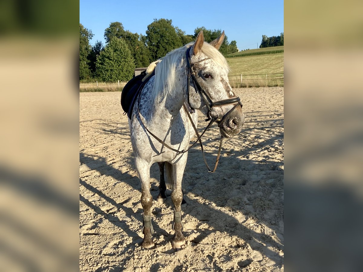 Selle Francais Stute 9 Jahre 155 cm Tigerschecke in Leingarten