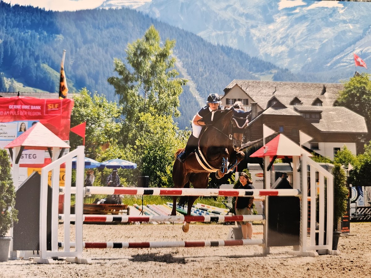 Selle Francais Stute 9 Jahre 164 cm Dunkelfuchs in Riggisberg