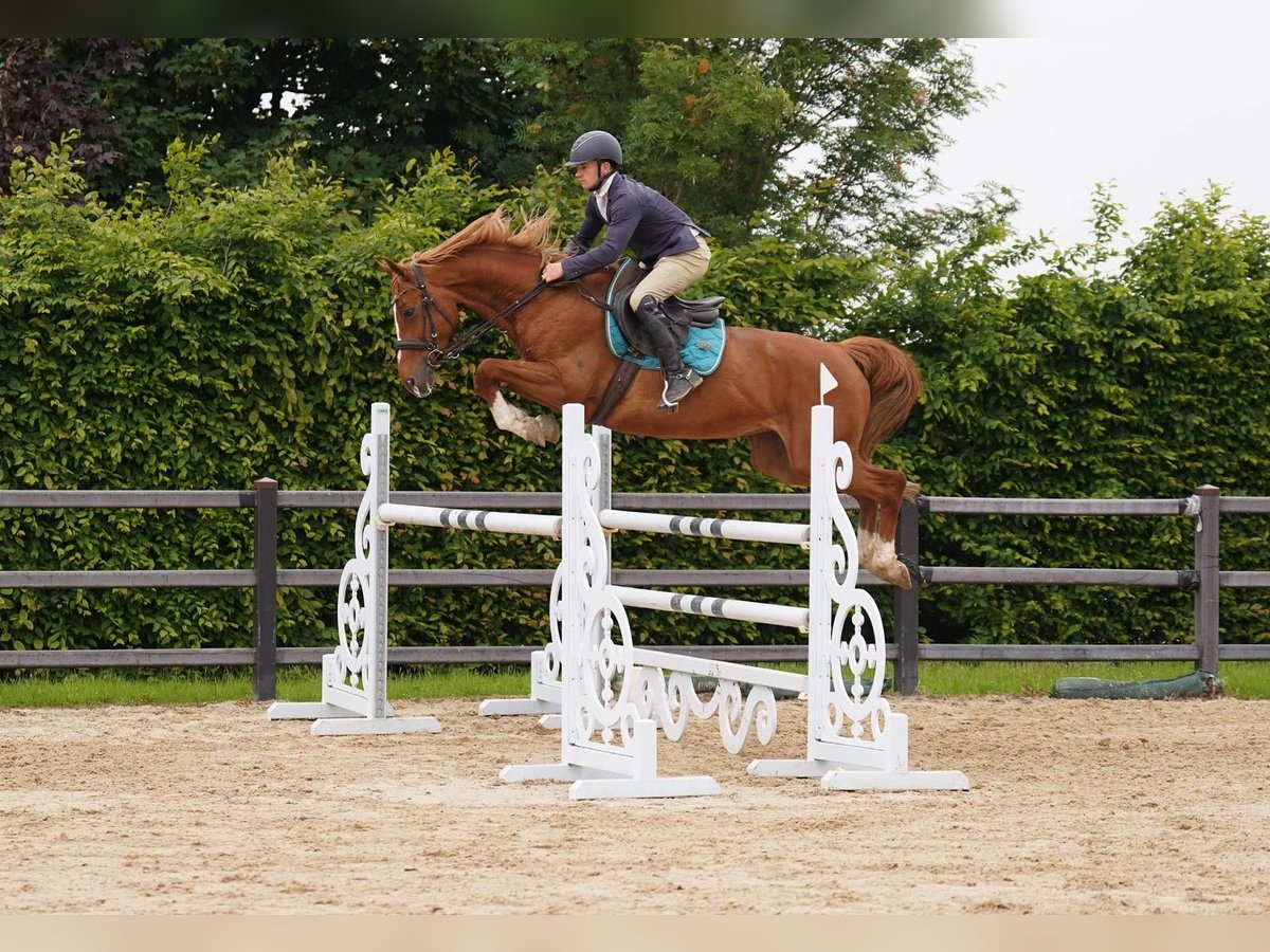 Selle Francais Stute 9 Jahre 170 cm in Fermansgh