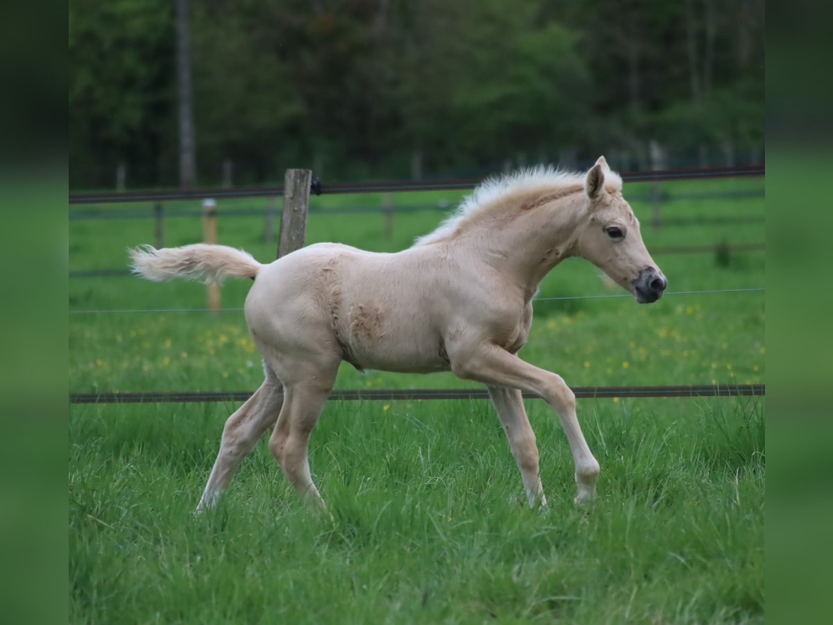 Selle Francais Stute  Palomino in Velars-sur-Ouche