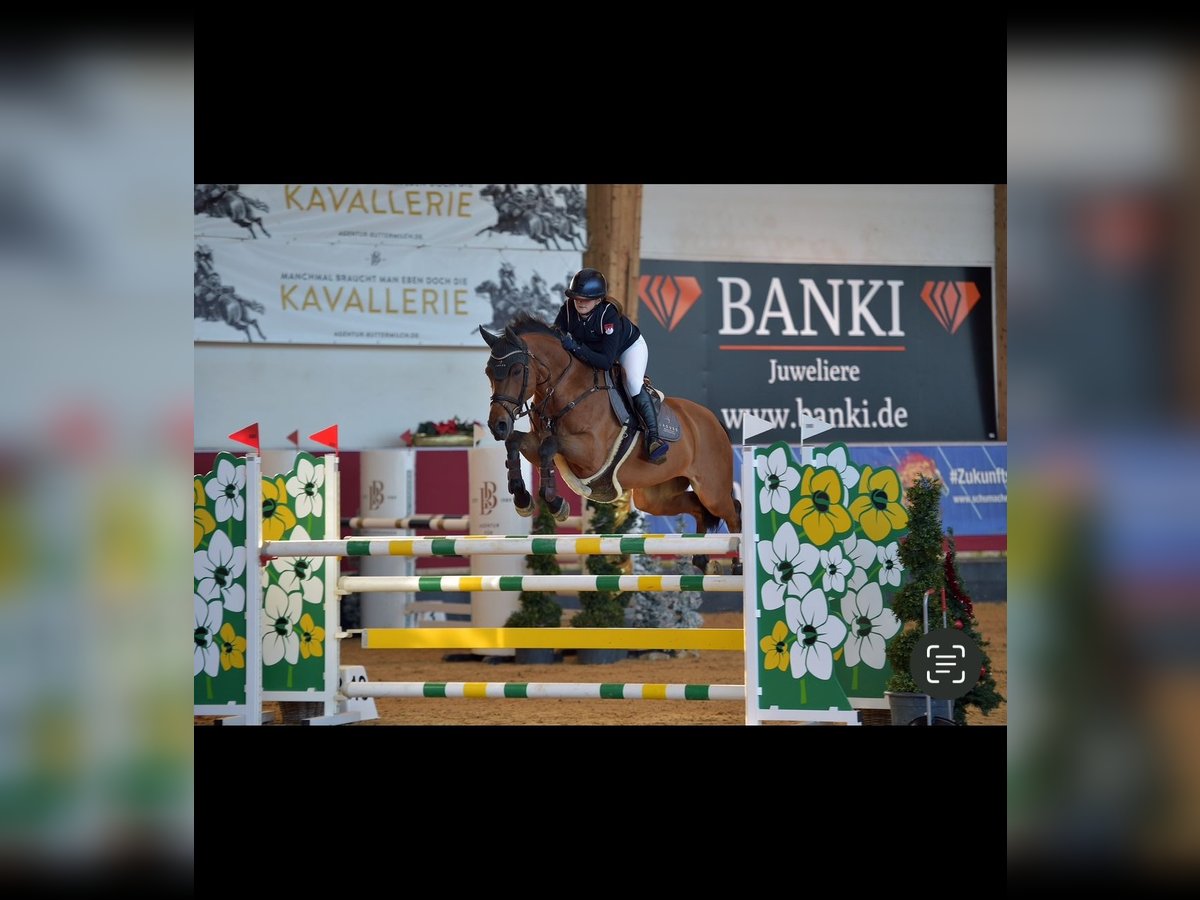 Selle Français Valack 17 år 160 cm Brun in Bayreuth