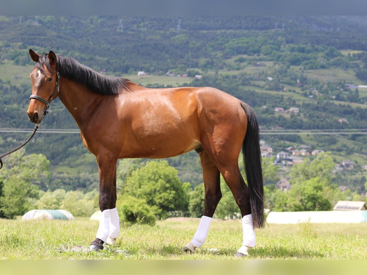 Selle français Wałach 5 lat 173 cm Gniada in Embrun