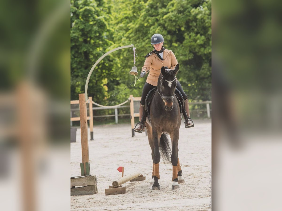Selle français Wałach 5 lat 173 cm Skarogniada in les thuiles